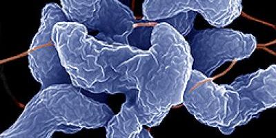 Microbes